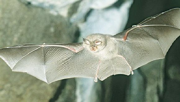 Image of lesser horseshoe bat
