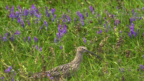 Image of bird in meadow