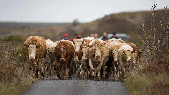 Farmers herding cattle onto winterage in the limestone uplands