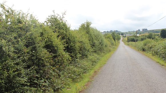 Clare County Council announces Hedge Cutting Scheme for 2025