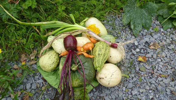 Shannon allotments